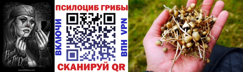 Галлюциногенные грибы Cubensis как найти закладки Адыгейск